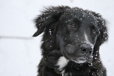 毛上有雪的黑狗浅焦摄影
